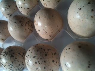seagull easter eggs