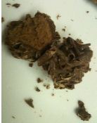 chococo choc truffle