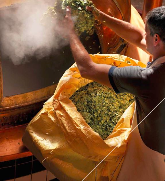 flanders making beer with hops going into wort