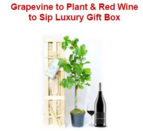 Grapevine to Plant & Red Wine to Sip Luxury Gift Box