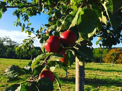 5 Normandy Food Festivals to Feast on This Autumn