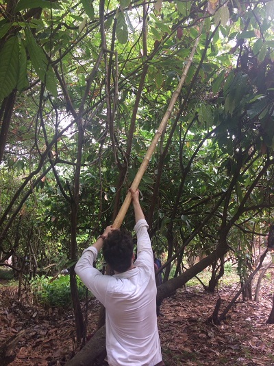 hand harvesting cocoa pods