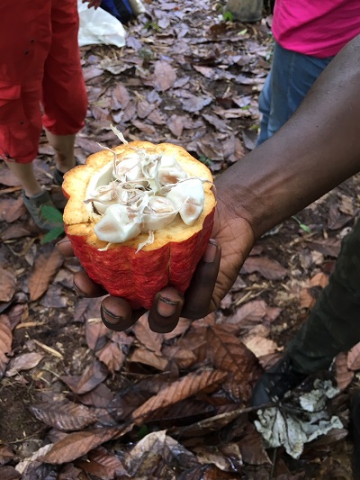 open cocoa pod